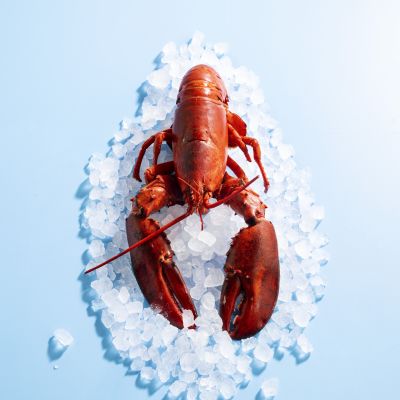 Whole lobster on crushed ice, top-down shot