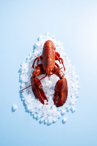 Whole lobster on crushed ice, top-down shot